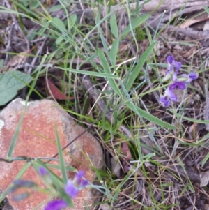 Glycine clandestina at Carwoola, NSW - 6 Jan 2019 04:22 PM