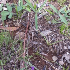 Glycine clandestina at Carwoola, NSW - 6 Jan 2019 04:22 PM