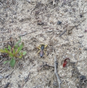 Bembix sp. (genus) at Paddys River, ACT - 21 Dec 2018