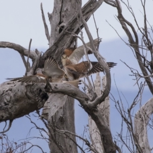 Falco cenchroides at Hawker, ACT - 6 Jan 2019 10:51 AM