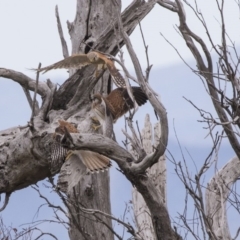 Falco cenchroides at Hawker, ACT - 6 Jan 2019 10:51 AM