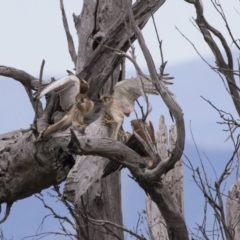 Falco cenchroides at Hawker, ACT - 6 Jan 2019 10:51 AM