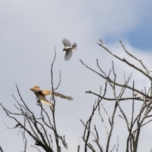 Falco cenchroides at Hawker, ACT - 6 Jan 2019 10:51 AM