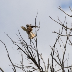 Falco cenchroides at Hawker, ACT - 6 Jan 2019 10:51 AM