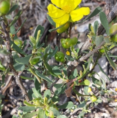 Hibbertia obtusifolia (Grey Guinea-flower) at Carwoola, NSW - 6 Jan 2019 by Zoed