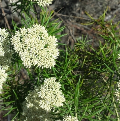 Cassinia aculeata subsp. aculeata (Dolly Bush, Common Cassinia, Dogwood) at Carwoola, NSW - 6 Jan 2019 by Zoed