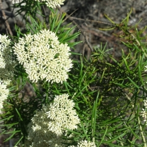 Cassinia aculeata subsp. aculeata at Carwoola, NSW - 6 Jan 2019