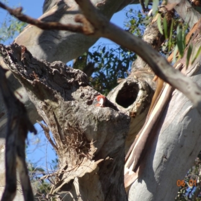 Callocephalon fimbriatum (Gang-gang Cockatoo) at GG139 - 6 Jan 2019 by TomT