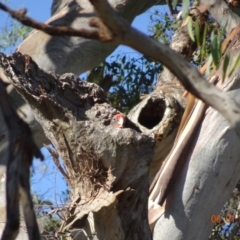 Callocephalon fimbriatum (Gang-gang Cockatoo) at Deakin, ACT - 6 Jan 2019 by TomT