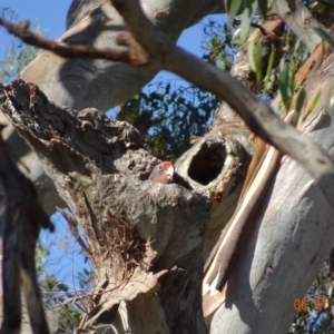 Callocephalon fimbriatum at Deakin, ACT - 6 Jan 2019