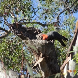 Callocephalon fimbriatum at Deakin, ACT - 6 Jan 2019