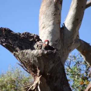 Callocephalon fimbriatum at Deakin, ACT - 6 Jan 2019