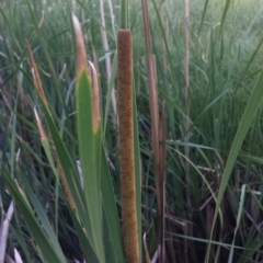 Typha domingensis (Bullrush) at Carwoola, NSW - 6 Jan 2019 by Zoed