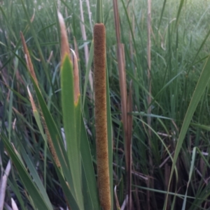 Typha domingensis at Carwoola, NSW - 6 Jan 2019 05:15 PM