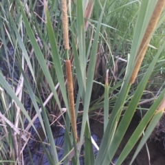 Typha domingensis at Carwoola, NSW - 6 Jan 2019 05:15 PM