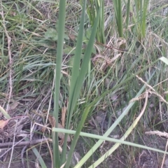 Typha domingensis at Carwoola, NSW - 6 Jan 2019 05:15 PM