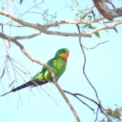 Polytelis swainsonii (Superb Parrot) at Hughes, ACT - 6 Jan 2019 by TomT
