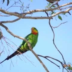 Polytelis swainsonii at Hughes, ACT - 6 Jan 2019