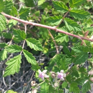 Rubus parvifolius at Carwoola, NSW - 6 Jan 2019