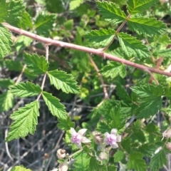Rubus parvifolius (Native Raspberry) at Carwoola, NSW - 6 Jan 2019 by Zoed