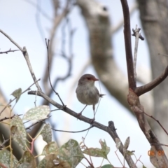 Malurus cyaneus (Superb Fairywren) at Red Hill Nature Reserve - 5 Jan 2019 by TomT