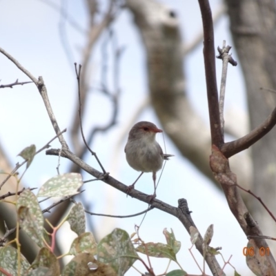 Malurus cyaneus (Superb Fairywren) at Red Hill Nature Reserve - 5 Jan 2019 by TomT