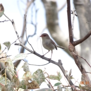 Malurus cyaneus at Deakin, ACT - 6 Jan 2019 10:14 AM