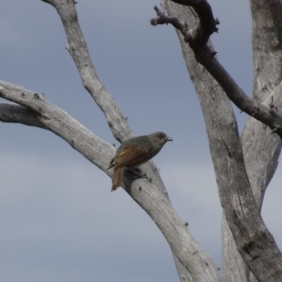 Ptilonorhynchus violaceus (Satin Bowerbird) at Deakin, ACT - 6 Jan 2019 by TomT