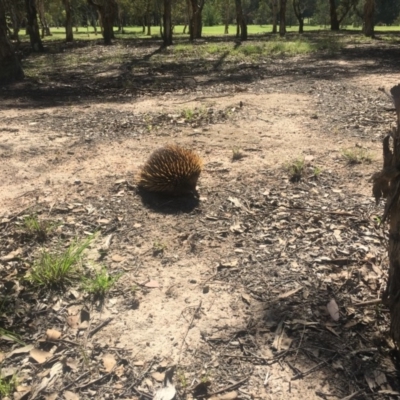 Tachyglossus aculeatus (Short-beaked Echidna) at Lake Tuggeranong - 2 Jan 2019 by juddernaut