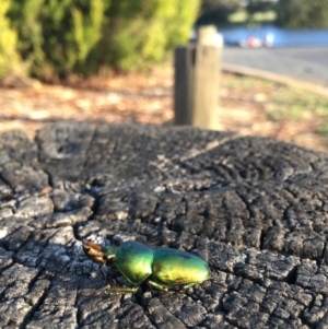 Lamprima aurata at Scullin, ACT - 6 Jan 2019