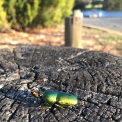 Lamprima aurata (Golden stag beetle) at Scullin, ACT - 6 Jan 2019 by W