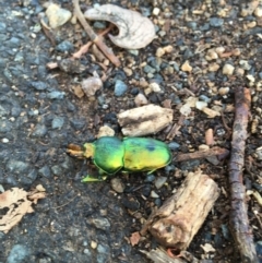 Lamprima aurata at Scullin, ACT - 6 Jan 2019