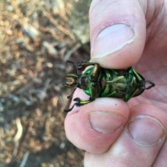 Lamprima aurata at Scullin, ACT - 6 Jan 2019