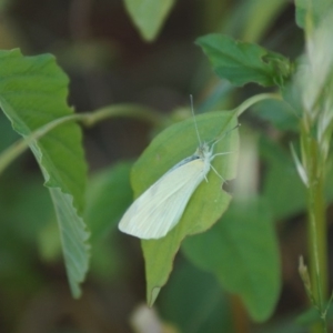 Pieris rapae at Cook, ACT - 6 Jan 2019 06:56 PM