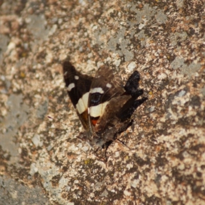 Vanessa itea (Yellow Admiral) at Mount Painter - 6 Jan 2019 by Tammy