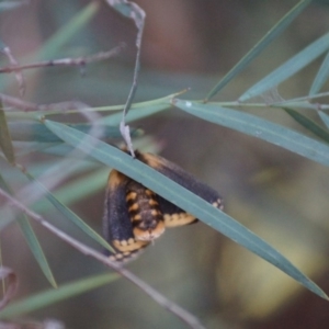 Epicoma contristis at Cook, ACT - 6 Jan 2019