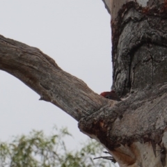 Callocephalon fimbriatum at Hughes, ACT - suppressed