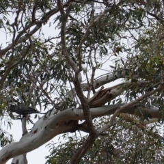 Callocephalon fimbriatum at Hughes, ACT - suppressed