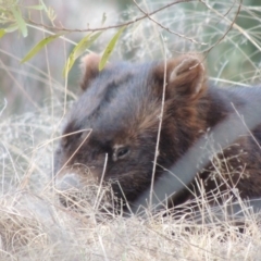 Vombatus ursinus (Common wombat, Bare-nosed Wombat) at Bullen Range - 17 Dec 2018 by michaelb