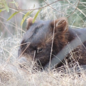 Vombatus ursinus at Greenway, ACT - 18 Dec 2018 12:00 AM