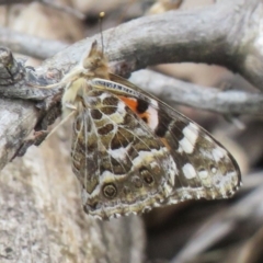 Vanessa kershawi (Australian Painted Lady) at Woodstock Nature Reserve - 6 Jan 2019 by SandraH