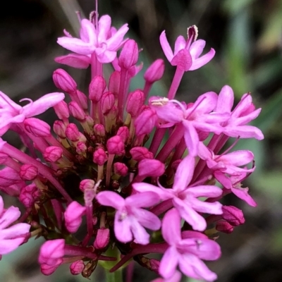 Centranthus ruber (Red Valerian, Kiss-me-quick, Jupiter's Beard) at Googong, NSW - 6 Jan 2019 by Wandiyali