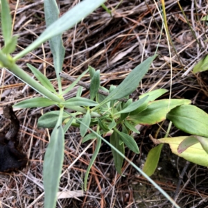 Centranthus ruber at Googong, NSW - 7 Jan 2019