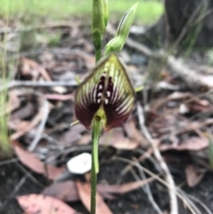 Cryptostylis erecta (Bonnet Orchid) at Conjola Park, NSW - 7 Jan 2019 by Caroline65