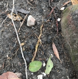 Cryptostylis erecta at Conjola Park, NSW - suppressed