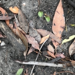 Cryptostylis erecta at Conjola Park, NSW - suppressed