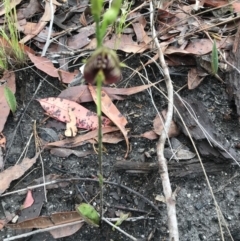 Cryptostylis erecta at Conjola Park, NSW - suppressed