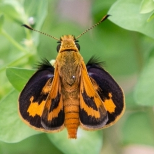 Ocybadistes walkeri at Chapman, ACT - 7 Jan 2019 11:36 AM