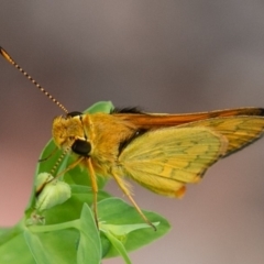 Ocybadistes walkeri at Chapman, ACT - 7 Jan 2019 11:36 AM