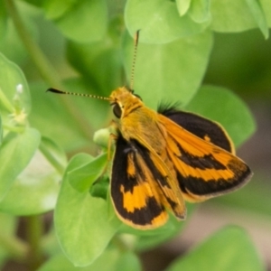 Ocybadistes walkeri at Chapman, ACT - 7 Jan 2019 11:36 AM